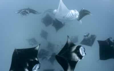 Hanifaru Bay and its Gentle Giants