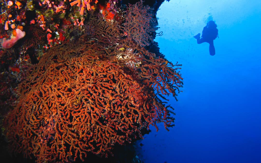 Diving in the Maldives: Unveiling an Underwater Paradise